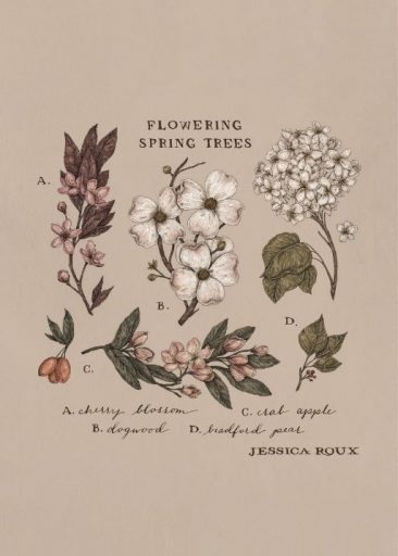 Flowering Spring Trees by Jessica Roux